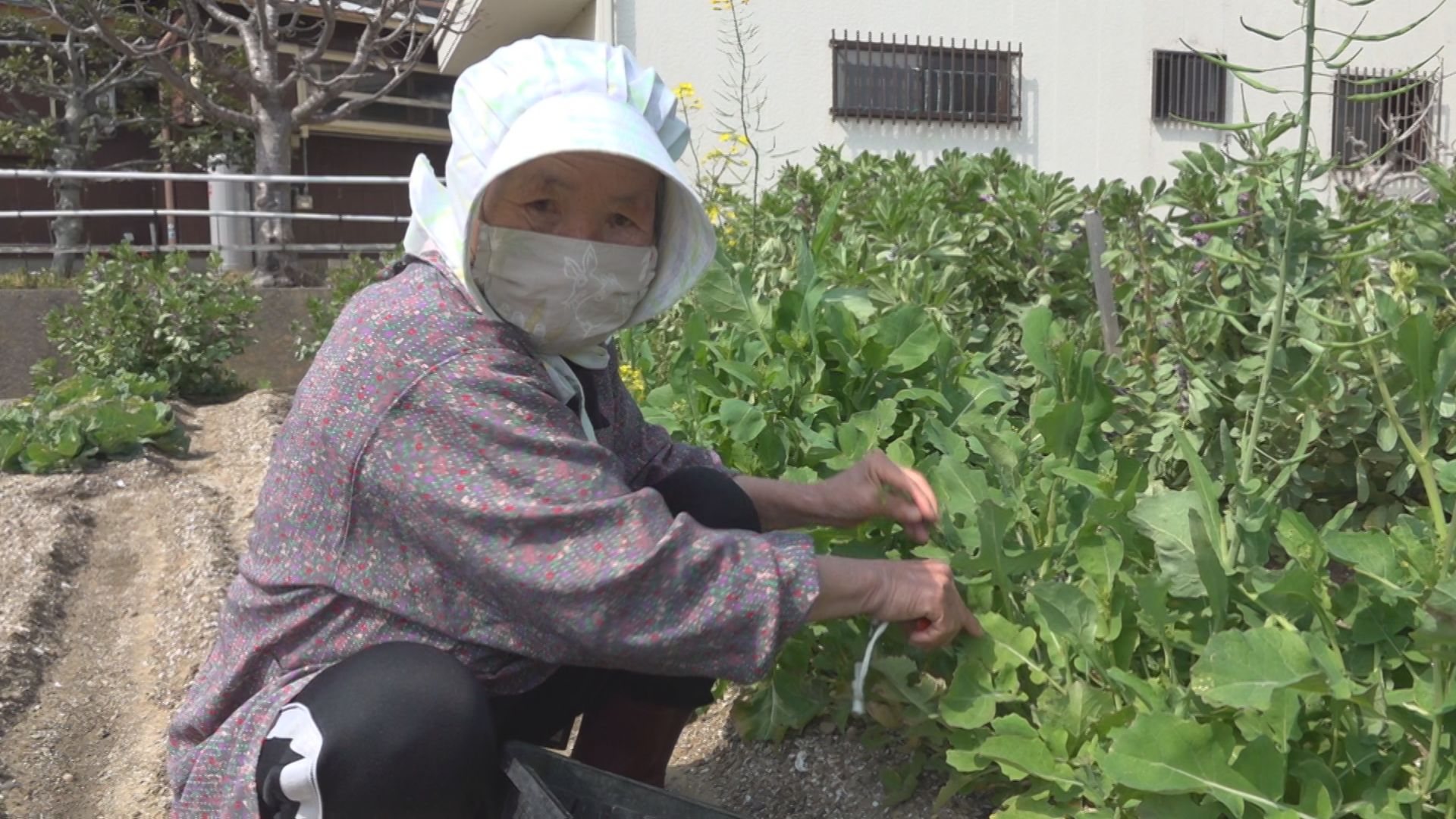 志摩町和具漁港周辺の様子