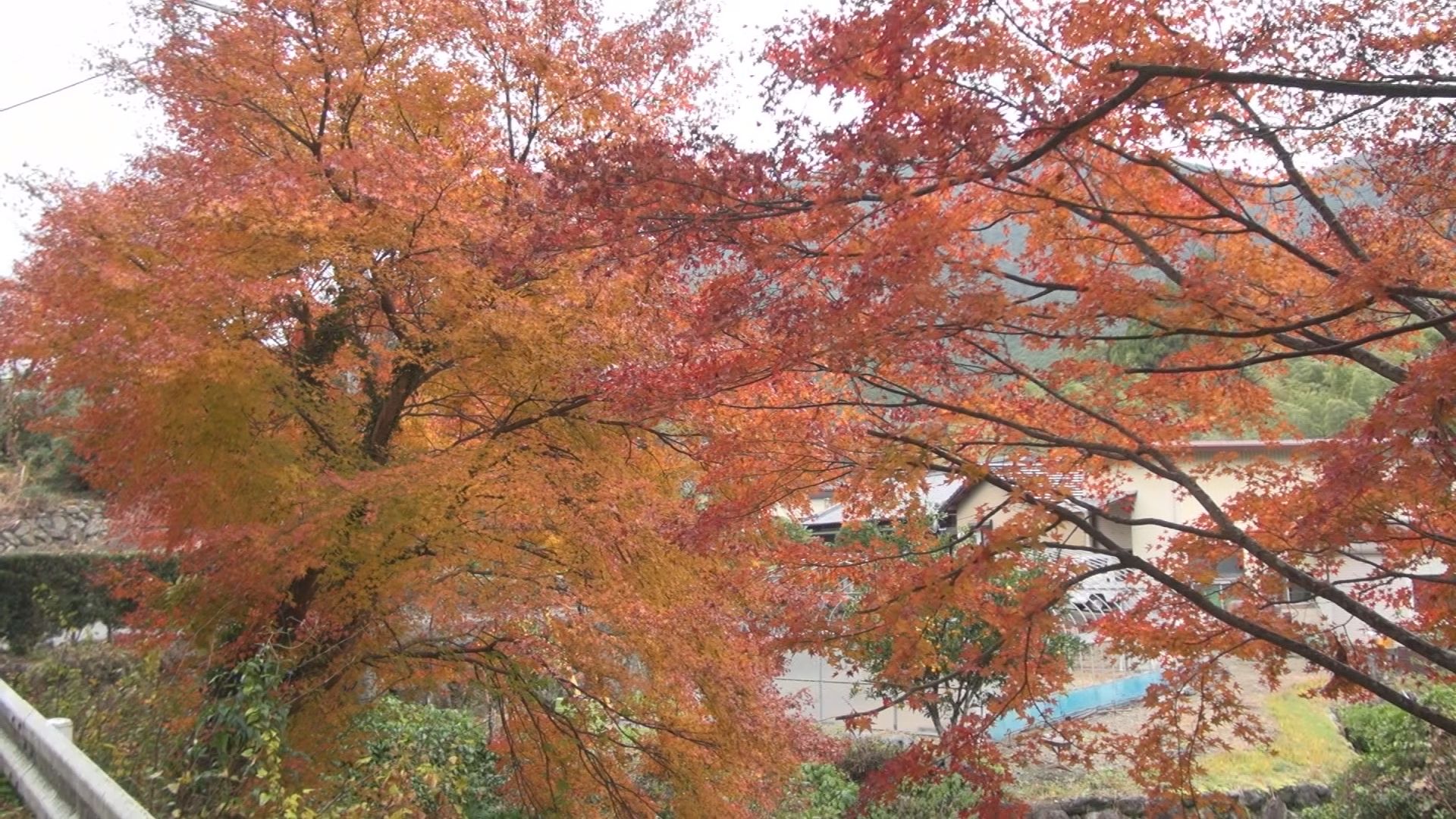 大台町小切畑の様子