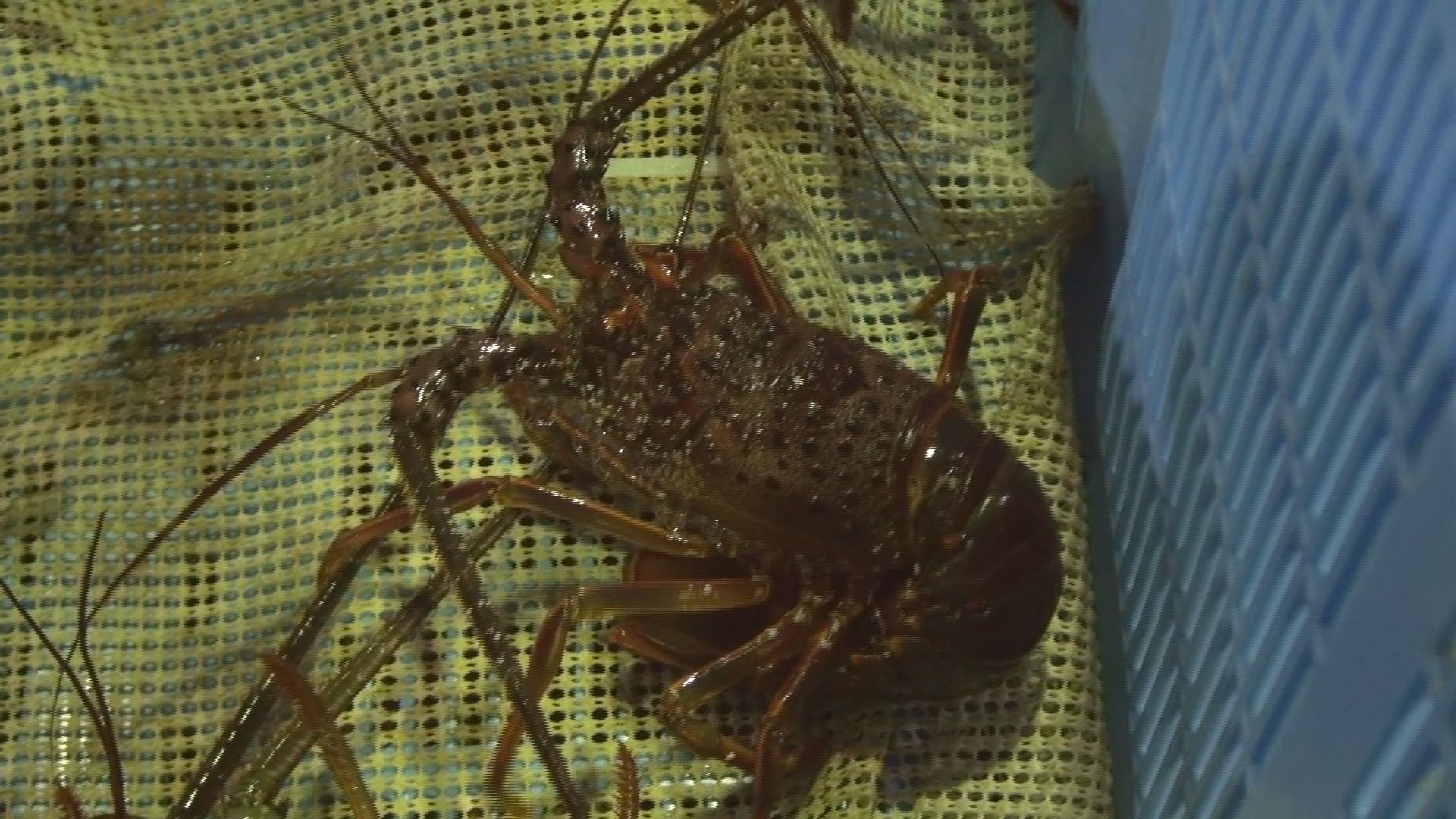 大王町波切の様子