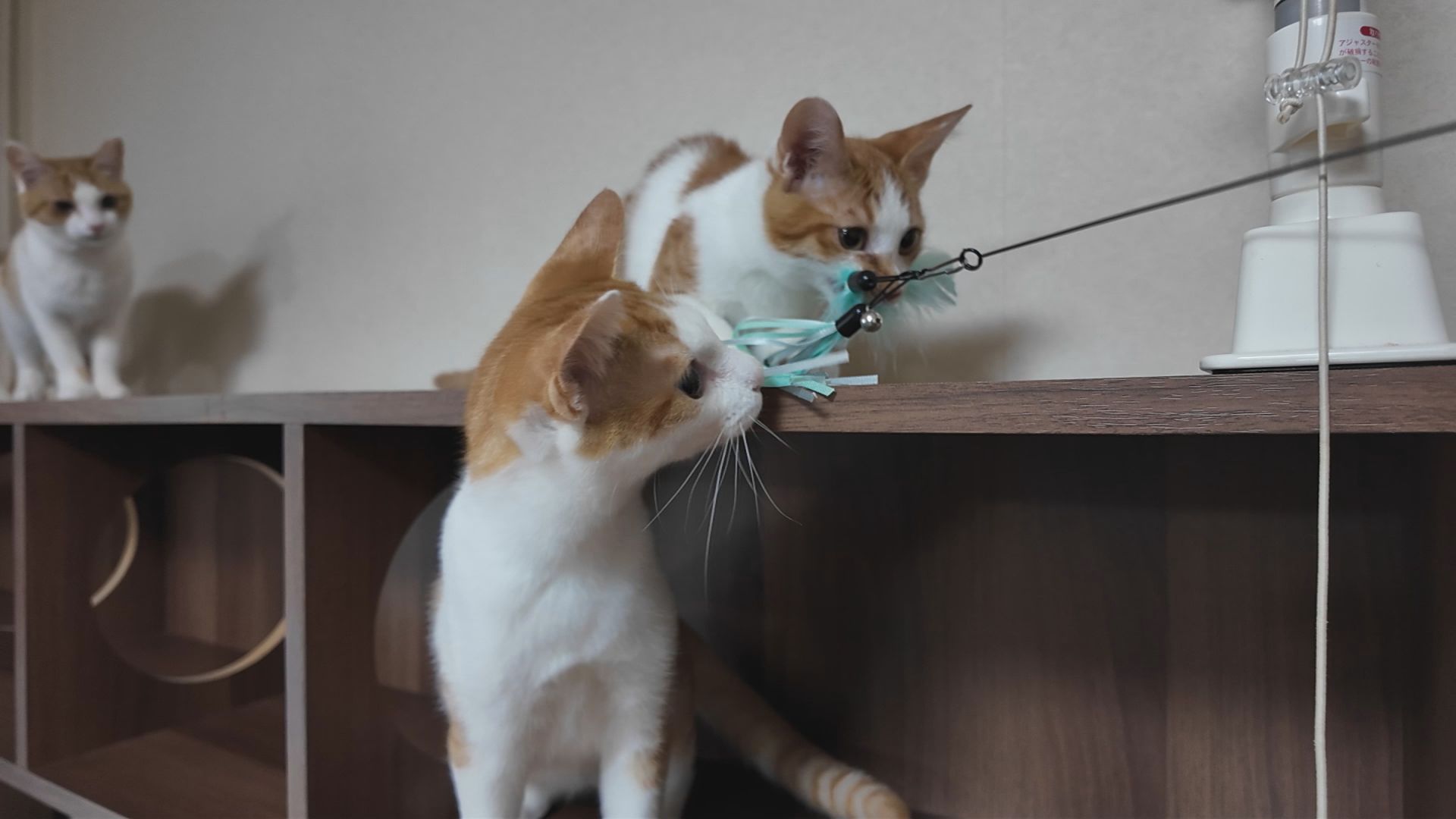 大王町波切の様子