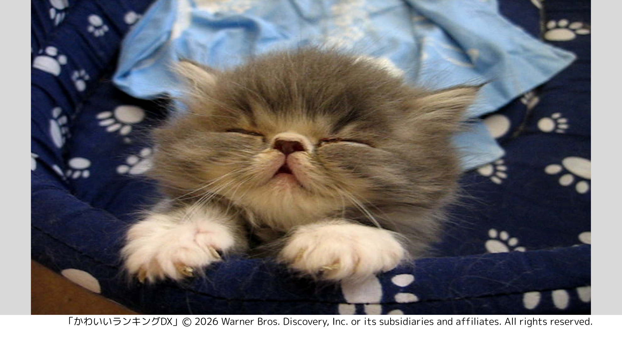 アニマルプラネット　186ch