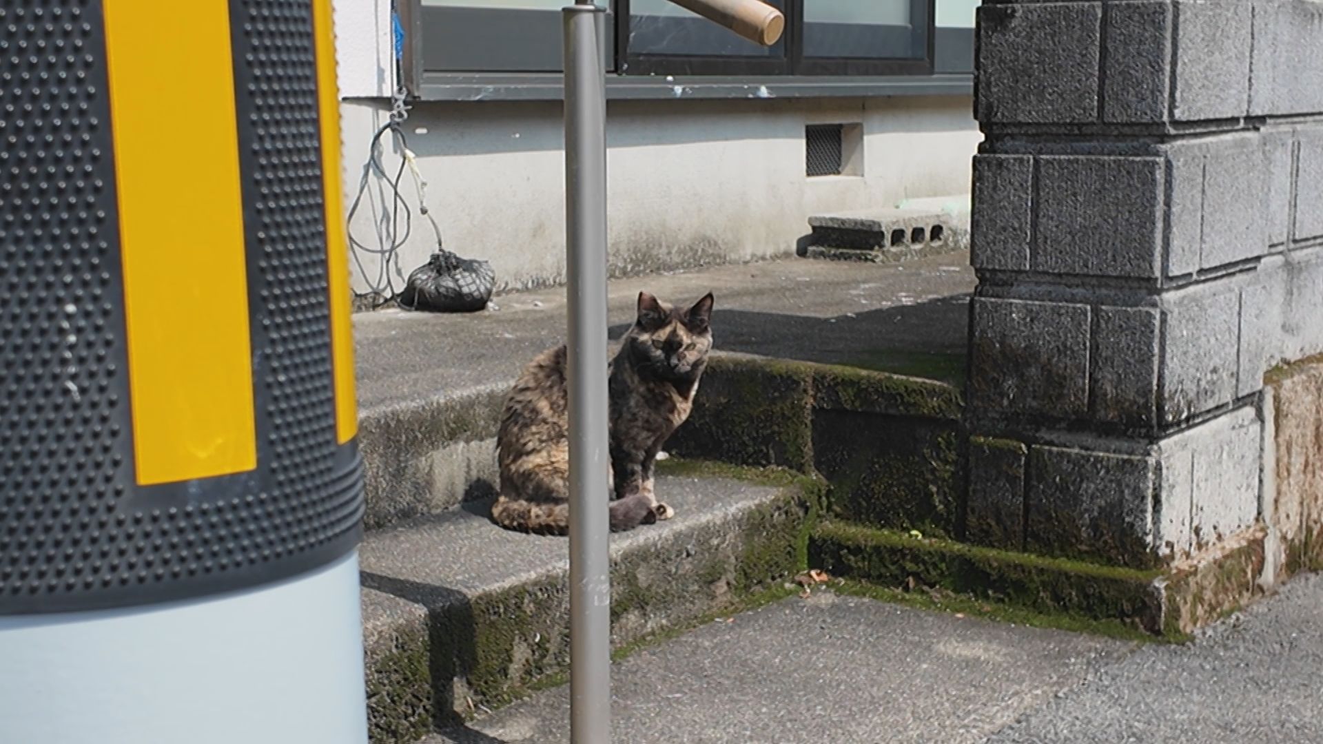 大紀町 錦の様子